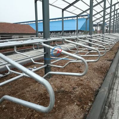 Struktur baja yang disesuaikan Bangunan gudang sapi Prefab Ladang susu sapi Bangunan rangka logam