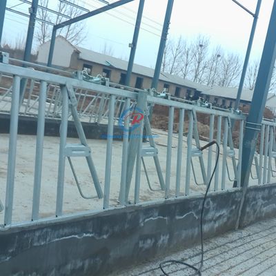 Struktur baja yang kokoh Gudang sapi Pabrik susu baja kontemporer